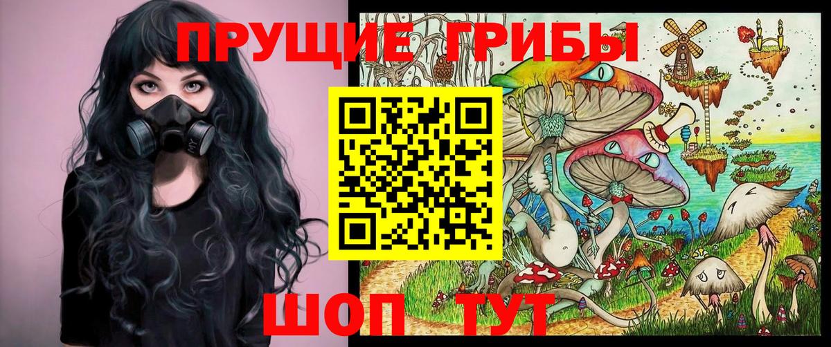 Галлюциногенные грибы Psilocybine cubensis Горно-Алтайск